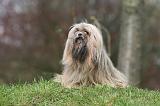 LHASSA APSO 266